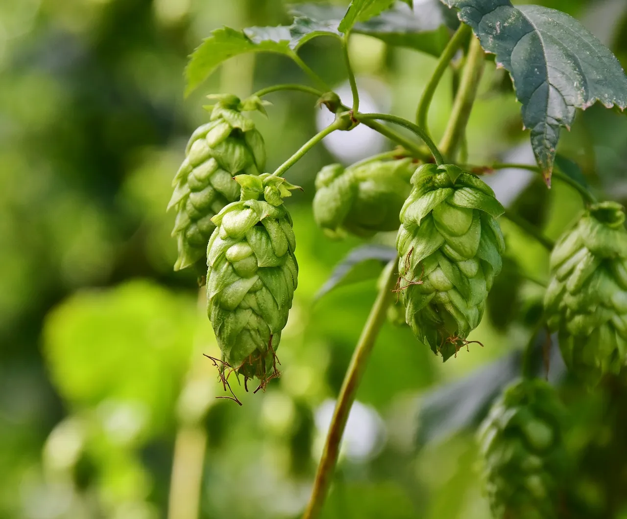 benefits of drinking beer