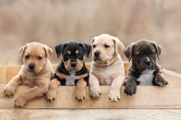 Beer yeast benefits for your dog