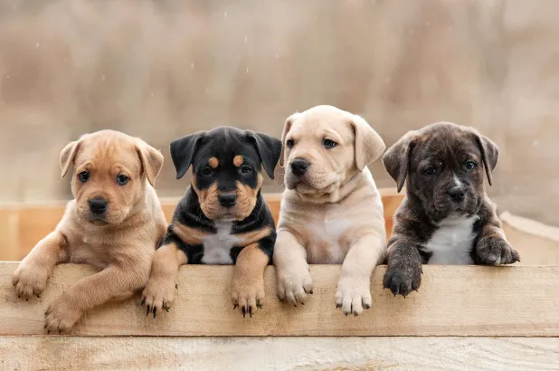 Beer yeast benefits for your dog